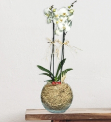 Fanusta Çift Dallı Beyaz Orkide